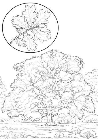 Northern Red Oak Coloring Page